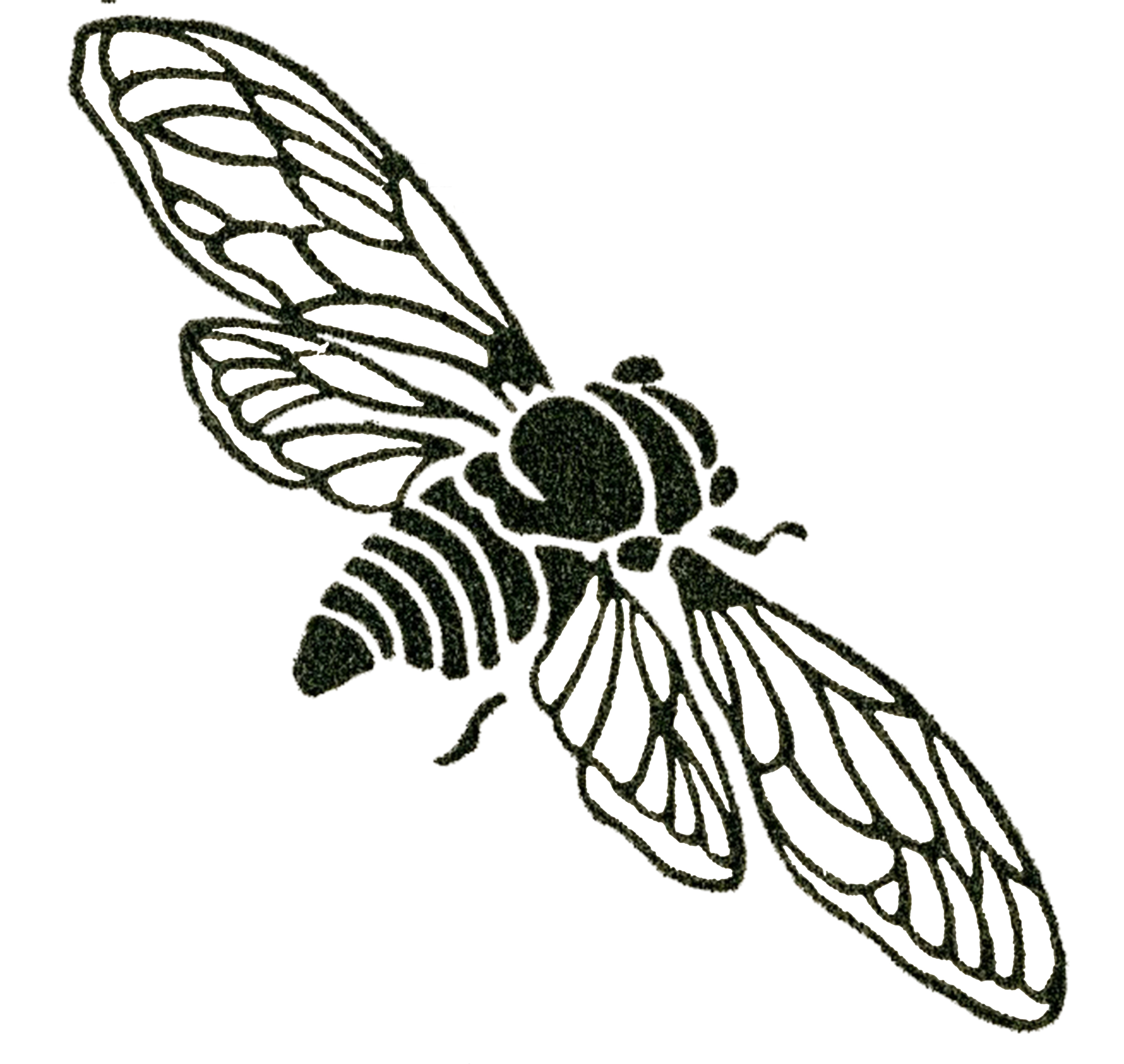 bee wings clipart - photo #28
