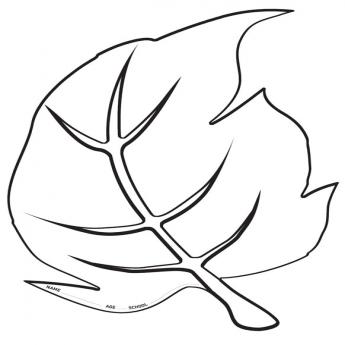 Beanstalk Leaf Related Keywords & Suggestions - Beanstalk Leaf ...