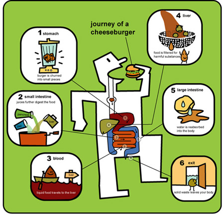 Digestive System For Kids - Health, Medicine and Anatomy Reference ...