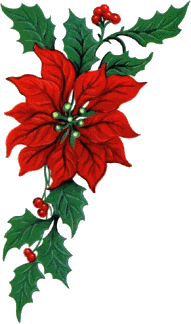 Christmas flowers Graphics and Animated Gifs. Christmas flowers