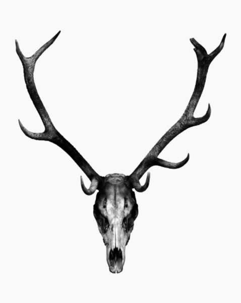 Limited Edition Framed Print by Kate Kessling - Deer Skull