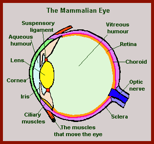 The Mammal Eye and Vision in Mammals