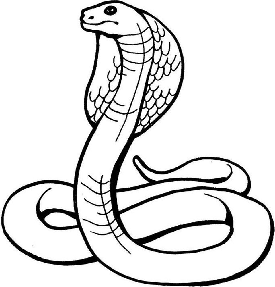 Snake Line Drawing | Best Images Collections HD For Gadget windows ...