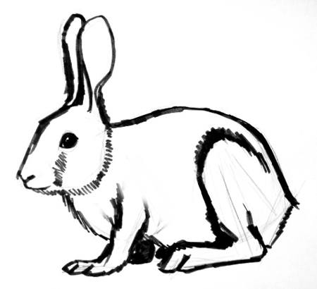 How to draw a Rabbit