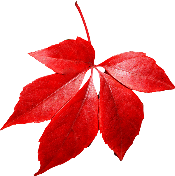 Autumn leaves PNG images, free PNG yellow leaves pictures