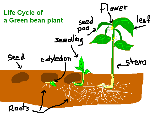 Plant Parts Homework images