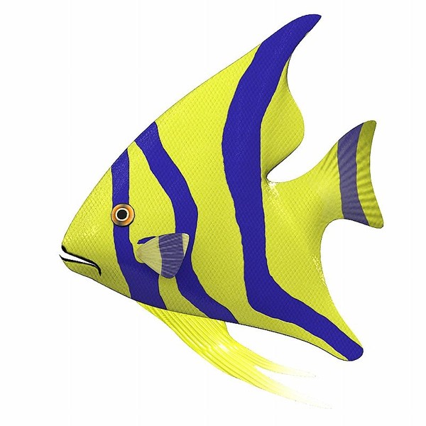 exotic fish animation 3d model