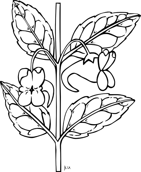 Impatiens Aurella Plant clip art - vector clip art online, royalty ...