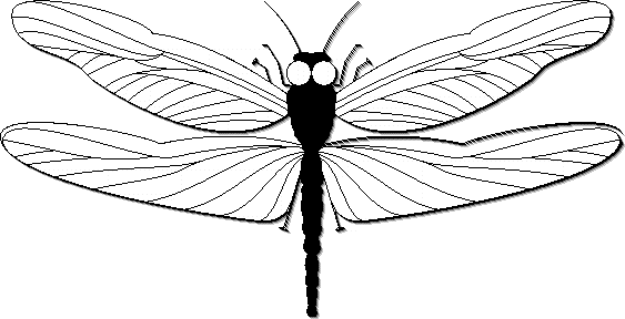 Dragonflies Images