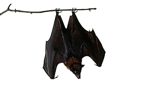 Bat - Free Clip Art - DK Books