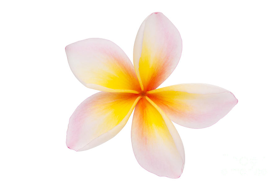 Single Plumeria White Background