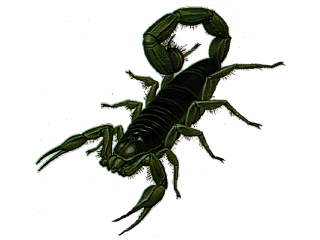 New Mexico Pest Management- Scorpion Information