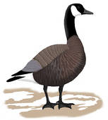 Funny Goose Clipart