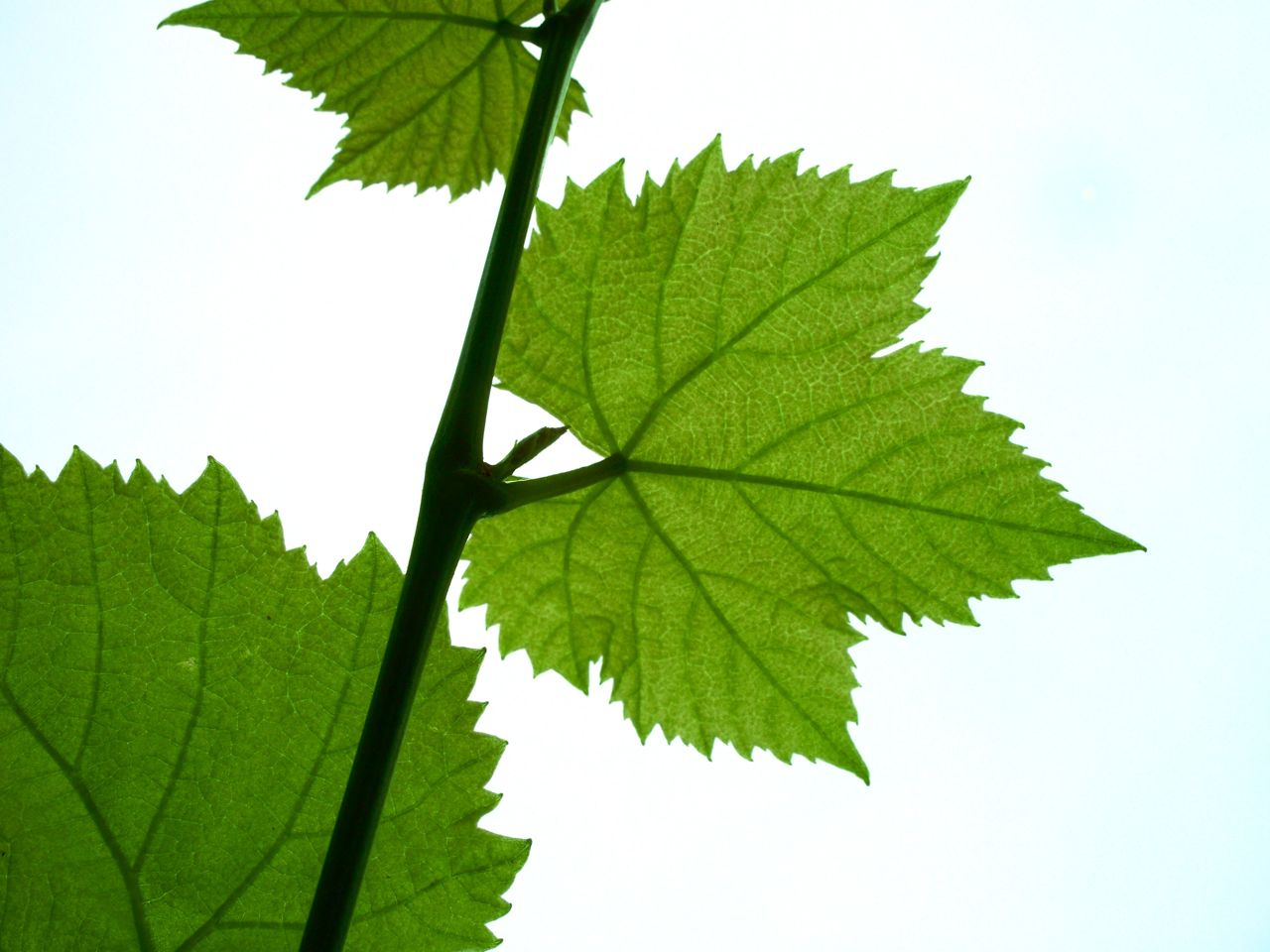 clip art grape leaf - photo #37