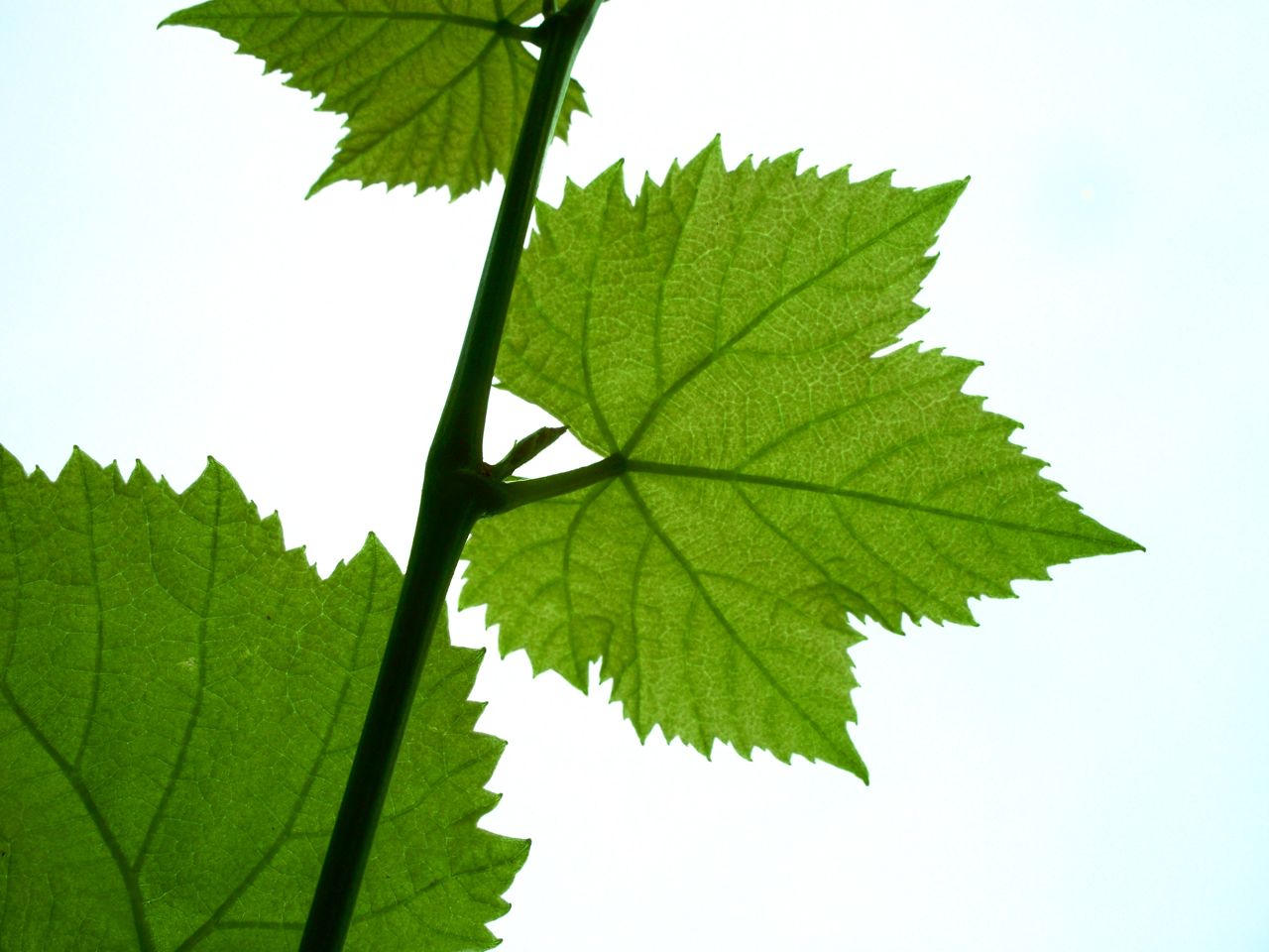 clip art grape leaves - photo #20