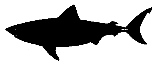 Shark silhouette clip art