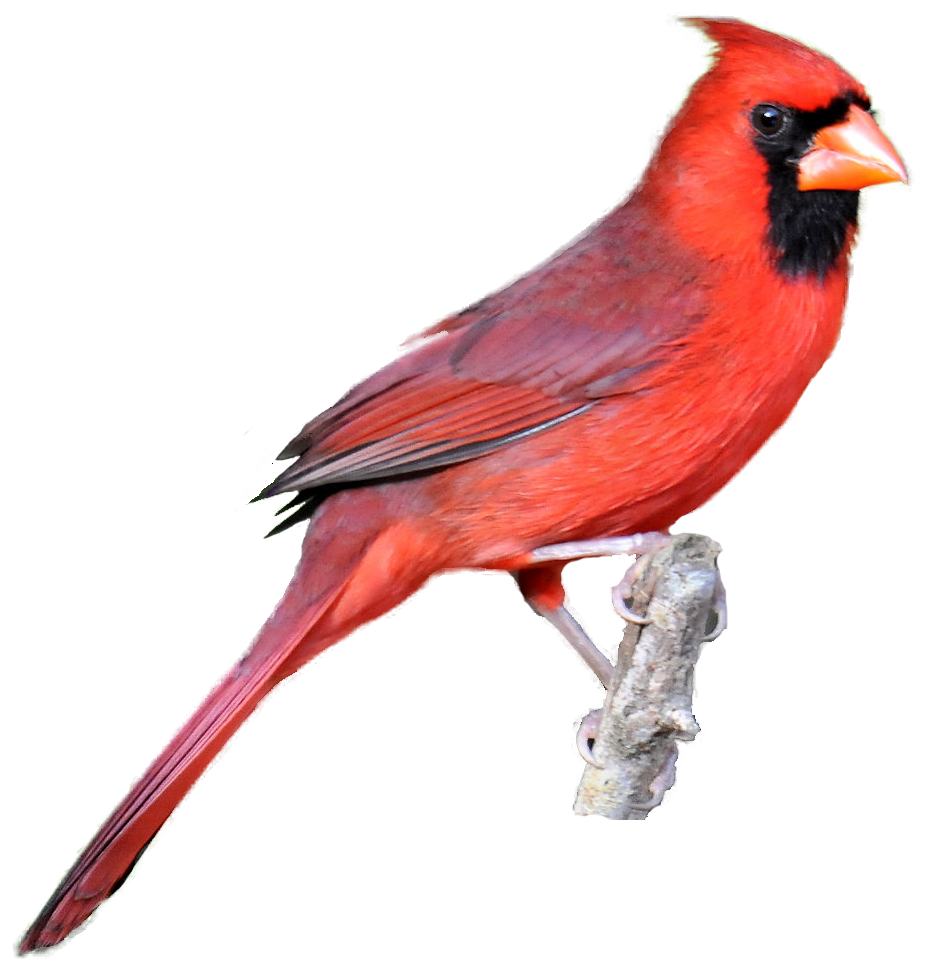 Clipart of cardinal bird