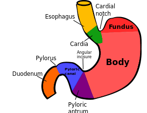 Jejunum's Function in the Small Intestine and Digestive System: