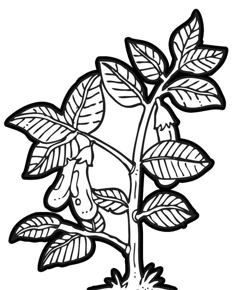 Corn Plant Clip Art Black And White Clipart - Free to use Clip Art
