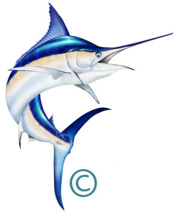 Large Jumping Marlin | Marine Wildlife Fine Art, Custom Design and ...