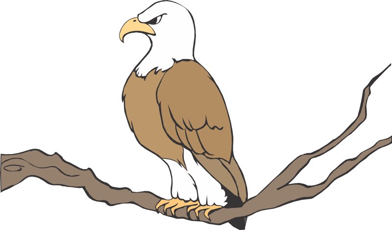 cartoon-eagle-on-branch1 | Maturango Museum