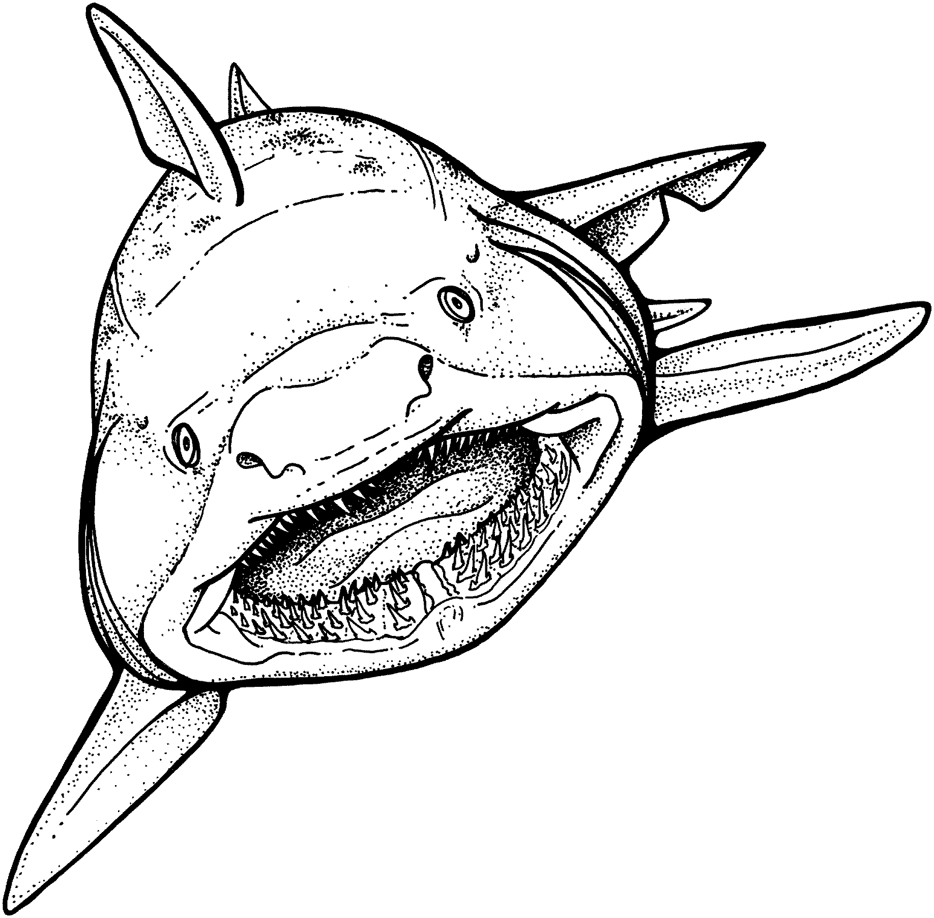 Shark coloring pages for all ages unique Coloring Pages Sharks ...