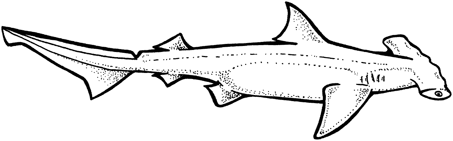 hammerhead shark coloring page free shark coloring pages - Coolage.net