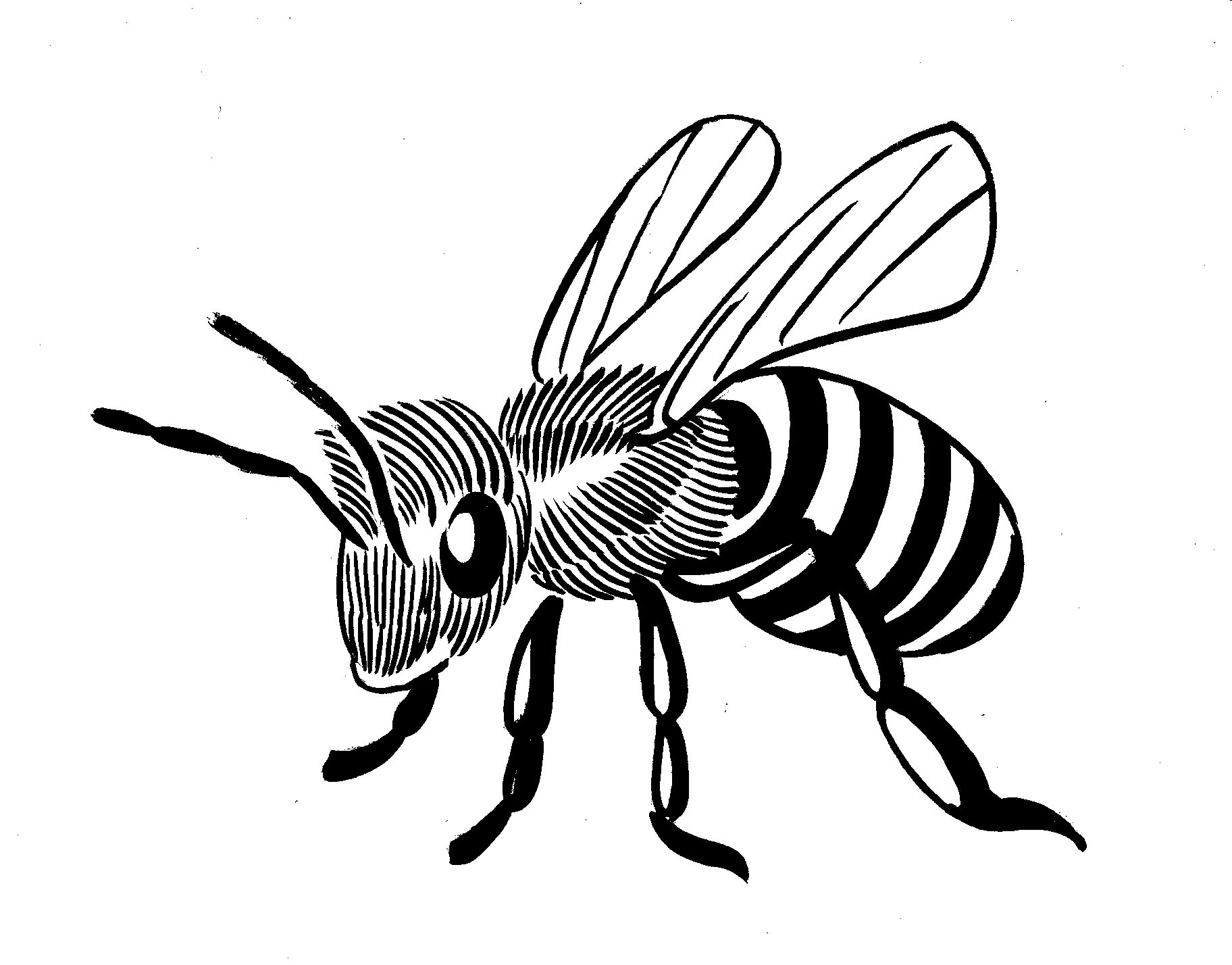 Line Drawing Simple Bee ClipArt Best