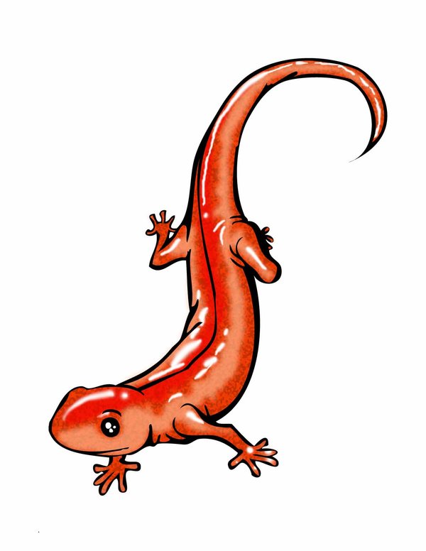 DeviantArt: More Like Salamander Tattoo by mth1022