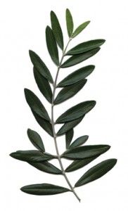 Olive branches, Olives and Branches