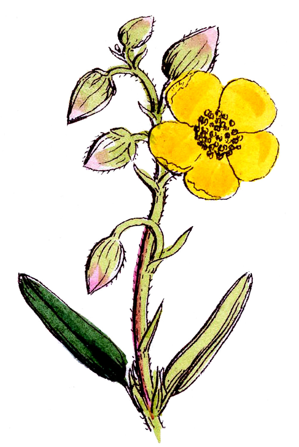 Wild Flower Clipart