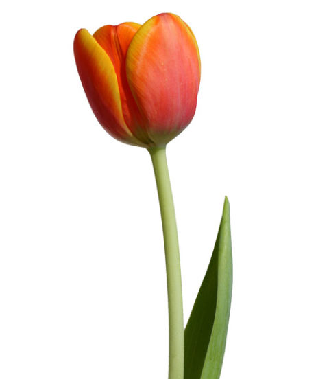 yellow tulip clipart - photo #31