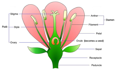 download genetic factors in