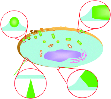 Effect of particle shape on phagocytosis of CdTe quantum dot ...