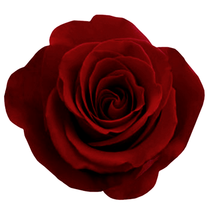 Download PNG image: Red rose png image, free picture download
