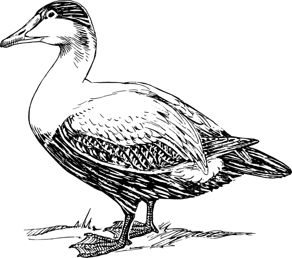 1,174 views Duck clip arts - Download Clipart