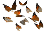 Great Orange Tip Butterfly PNG by madetobeunique