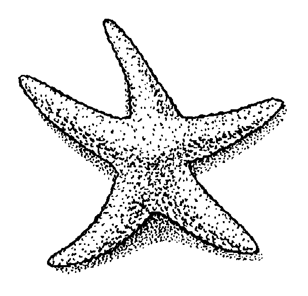 Black and white starfish image