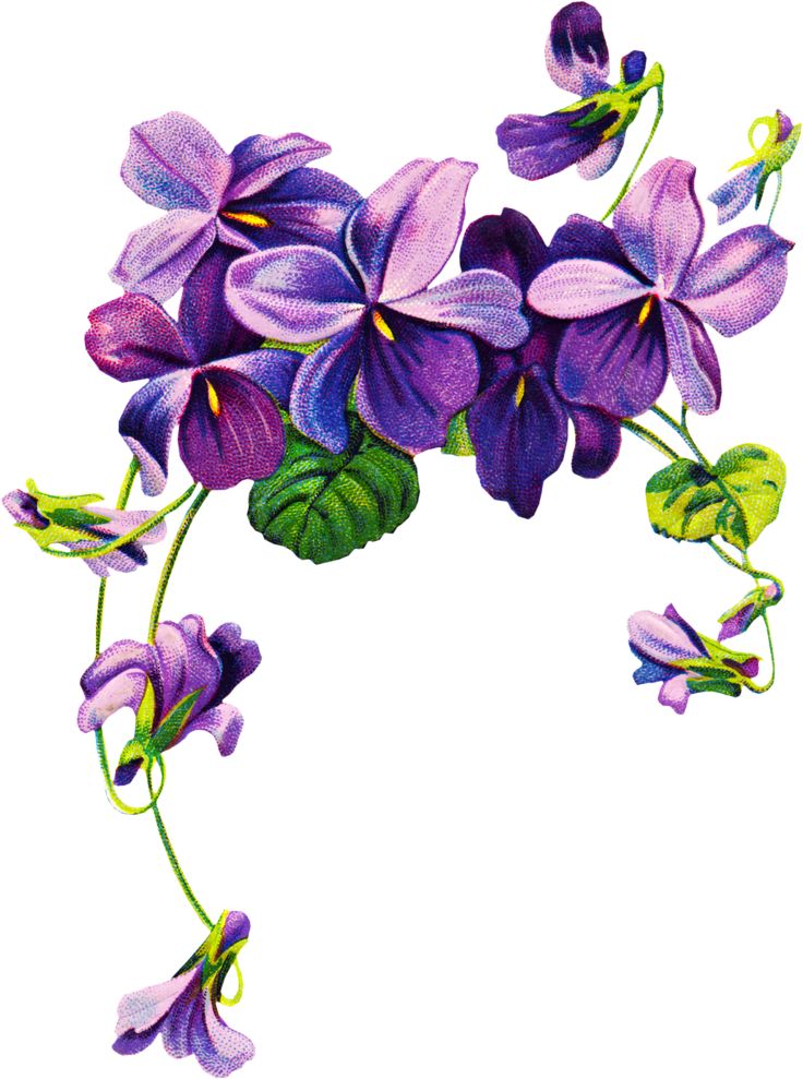Violet Flower Tattoos | Violet ...
