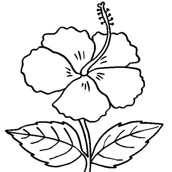 kids hawaii flowers coloring pages - photo #11