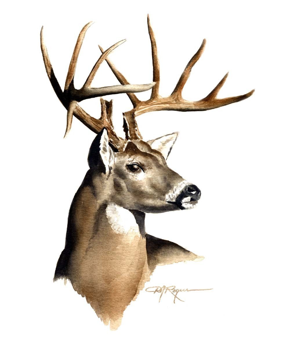 free whitetail deer clipart - photo #49