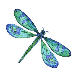 Dragon fly clipart