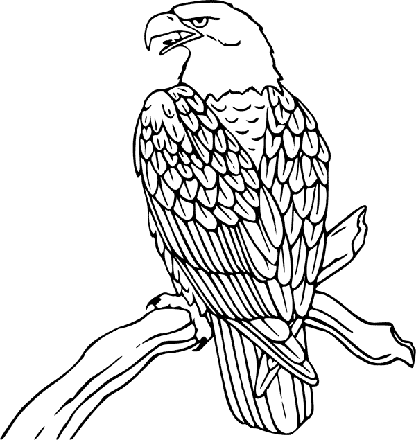 Bald Eagle coloring page - Animals Town - animals color sheet ...
