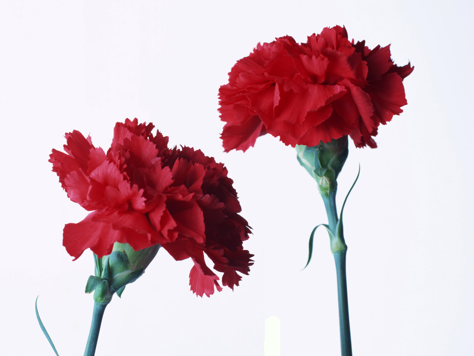 clip art carnation flower - photo #39