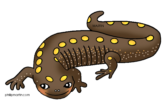 Spotted Salamander Clipart