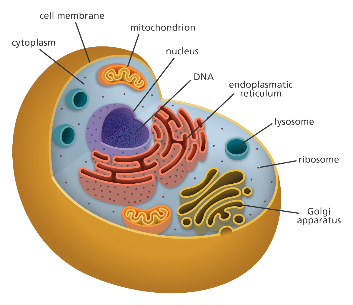 Animal Cell Diagram With Names Animals Cell Labeled Biological Riset