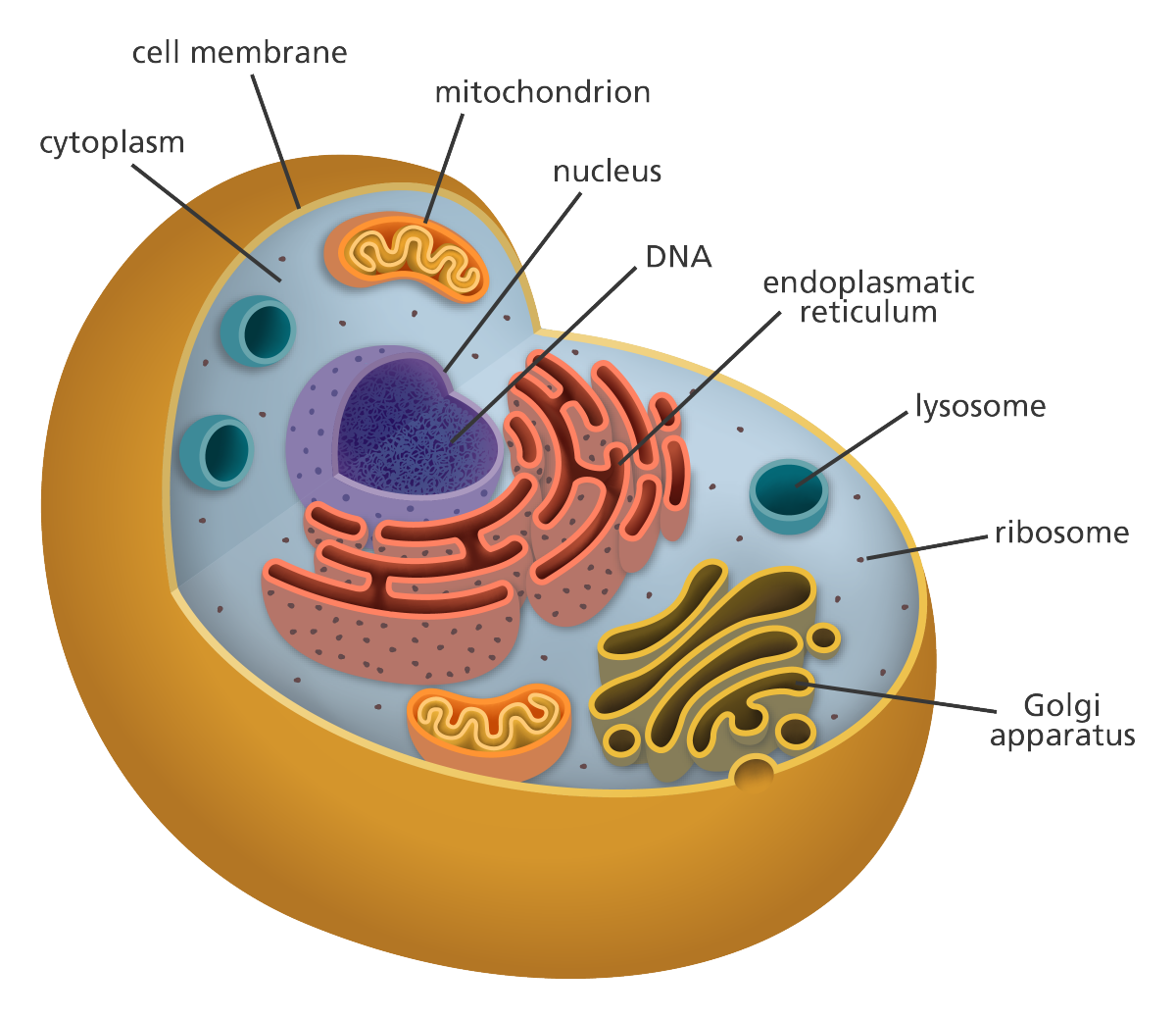 Basic Animal Cell Diagram ClipArt Best