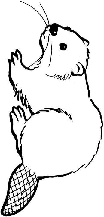 Cartoon Beaver Clipart