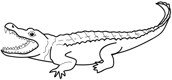 Crocodile free alligator clipart clip art pictures graphics ...