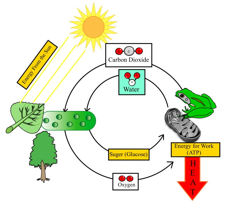 clipart photosynthesis - photo #21